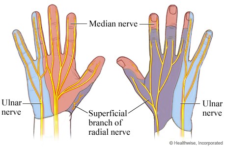 Median Radial and Ulnar nerves